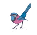 Superb fairywren, Australian tropical bird. Exotic jungle animal. Realistic drawing of fairy-wren with multicolor