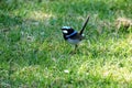 Superb fairywren