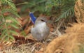 Superb Fairywren in eclipse with blue tail