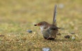 Superb Fairywren feeding on beetle