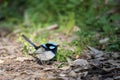 Superb Fairywren Forages on Ground