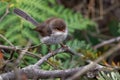 Superb Fairywren - Malurus cyaneus - passerine bird in the Australasian wren family, Maluridae, and is common and familiar across