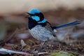 Superb Fairywren - Malurus cyaneus - passerine bird in the Australasian wren family, Maluridae, and is common and familiar across