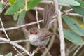 Superb Fairywren - Malurus cyaneus - passerine bird in the Australasian wren family, Maluridae, and is common and familiar across