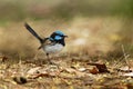 Superb Fairywren - Malurus cyaneus - passerine bird in the Australasian wren family, Maluridae, and is common and familiar across