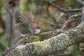 Superb Fairywren - Malurus cyaneus - passerine bird in the Australasian wren family, Maluridae, and is common and familiar across