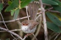 Superb Fairywren - Malurus cyaneus - passerine bird in the Australasian wren family, Maluridae, and is common and familiar across Royalty Free Stock Photo