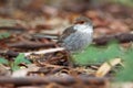 Superb Fairywren - Malurus cyaneus - passerine bird in the Australasian wren family, Maluridae, and is common and familiar across