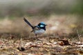 Superb Fairywren - Malurus cyaneus - passerine bird in the Australasian wren family, Maluridae, and is common and familiar across