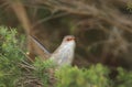 Superb Fairywren Malurus cyaneus in tree