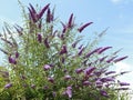 Superb flowering of purple buddleia