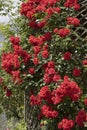 Superb flowering of a red climbing rose on a trellis Royalty Free Stock Photo
