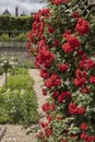 Superb flowering of a red climbing rose on a trellis Royalty Free Stock Photo