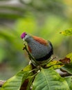 Curious Superb Fruit Dove, Ptilinopus superbus, perched on branch looking at tip Royalty Free Stock Photo