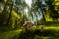 Forest mushrooms in the backlight, at noon