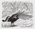 Superb lyrebird menura novaehollandiae in courtship display