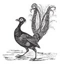 Superb Lyrebird or Menura novaehollandiae vintage engraving