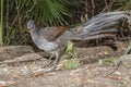 Superb Lyrebird Royalty Free Stock Photo