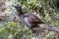 Superb Lyrebird Royalty Free Stock Photo