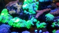 Superb neon green star polyp corals Royalty Free Stock Photo