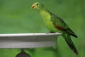 Superb parrot Royalty Free Stock Photo