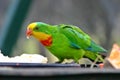 Superb Parrot Royalty Free Stock Photo