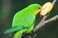 Superb parrot