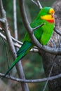 Superb parrot (Polytelis swainsonii).