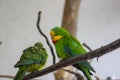 Superb parrot polytelis swainsonii beautiful bird on wooden branch, bright green colors feathers, amazing animal