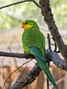 Superb parrot, Polytelis swainsonii, is a beautifully colored parrot