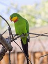 Superb parrot, Polytelis swainsonii, is a beautifully colored parrot