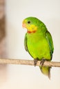 The Superb Parrot (Polytelis swainsonii)