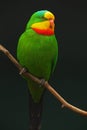 Superb Parrot, Polytelis swainsonii, green parrot with red and yellow head, Australia