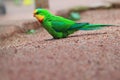 Superb parrot Royalty Free Stock Photo