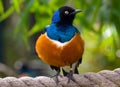 Superb starling