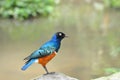 Superb starling Royalty Free Stock Photo