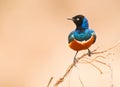 Superb Starling