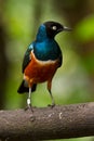 Superb Starling Royalty Free Stock Photo