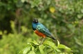 Superb Starling Royalty Free Stock Photo