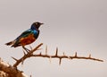 Superb Starling Royalty Free Stock Photo