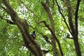 Superb starling africa bird