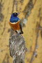 Superb starling, African and colored bird Royalty Free Stock Photo