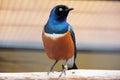 Superb Starling Royalty Free Stock Photo