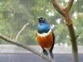 Superb starling bird Royalty Free Stock Photo