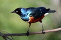 Superb Starling Bird Royalty Free Stock Photo