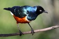 Superb Starling Bird Royalty Free Stock Photo