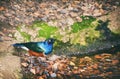 Superb Starling Bird Lamprotornis superbus