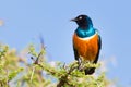 Superb Starling Bird, Lamprotornis superbus. Royalty Free Stock Photo