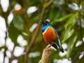 Superb starling bird