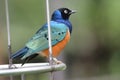 A Superb Starling bird perched on a hanging metal feeding plate Royalty Free Stock Photo